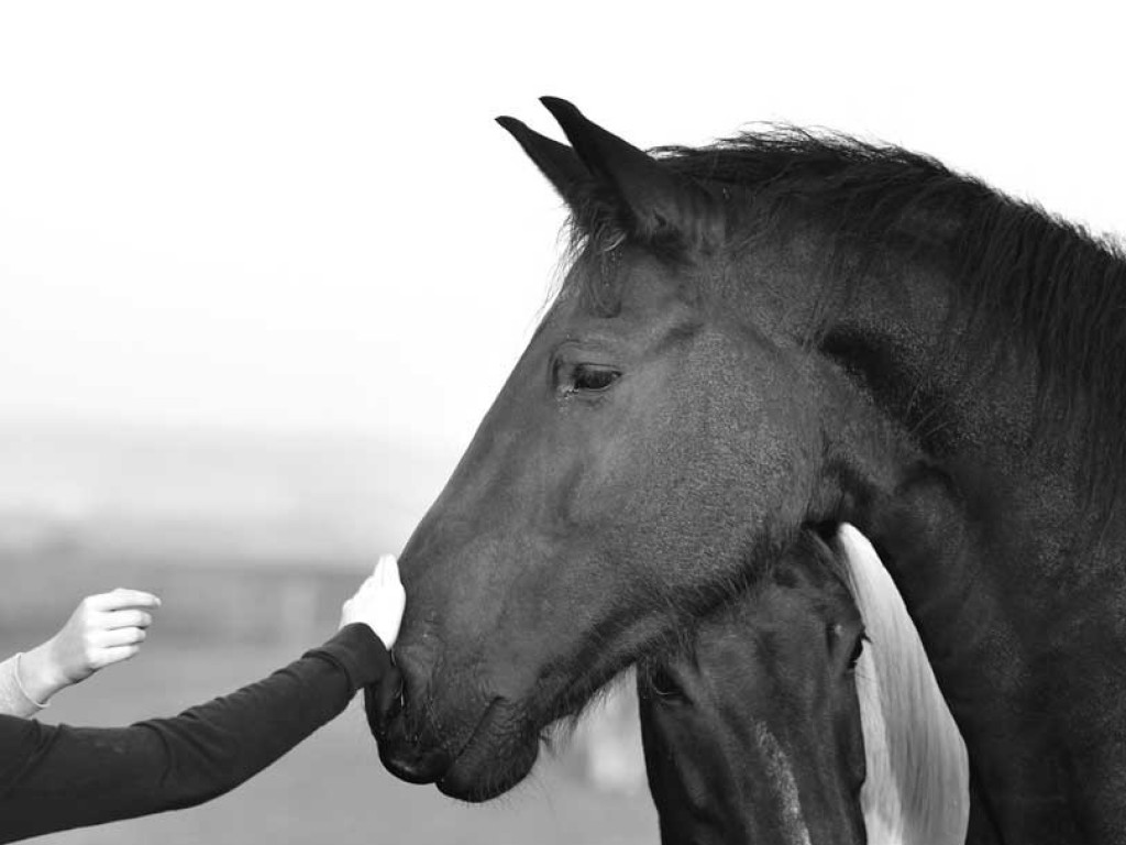 Foto: SENAR oferece curso gratuito de manejo de cavalos