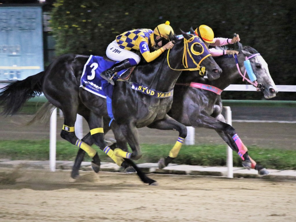 Foto: Regal Darf resiste a Himmortel no Clássico São Francisco Xavier (L)