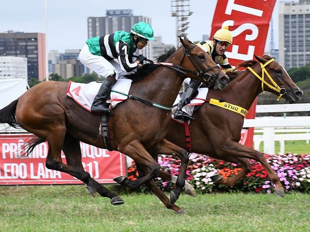 Foto: Vitória do coração: Night of Rose resiste a Outra Vista no GP Henrique de Toledo Lara (G1)