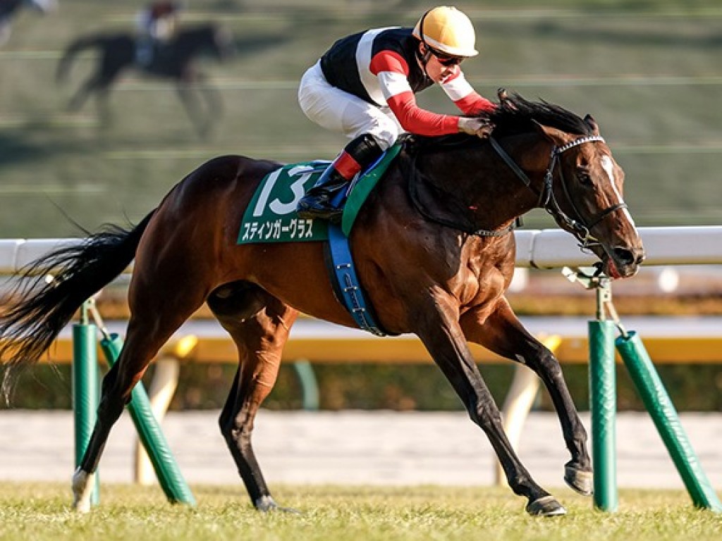 Foto: Jap&atilde;o: neto da brasileira Doubt Fire, Stinger Glass vence G3