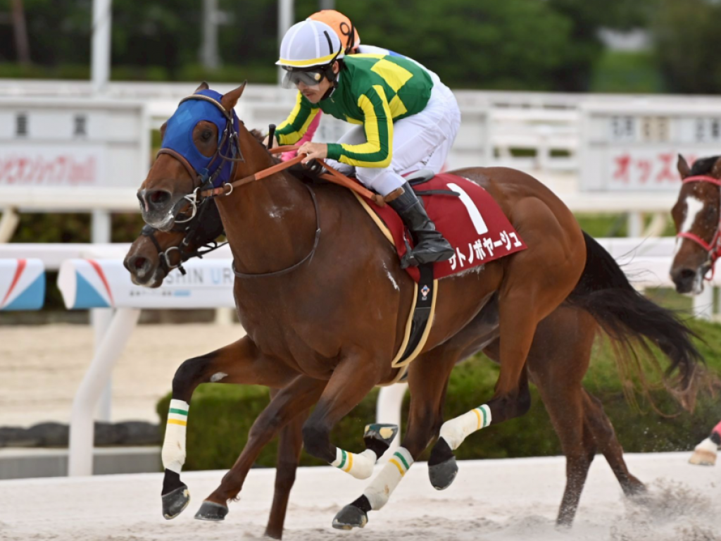 Foto: Jap&atilde;o: Satono Voyage (filho de Jolie Ol&iacute;mpica) vence listed race