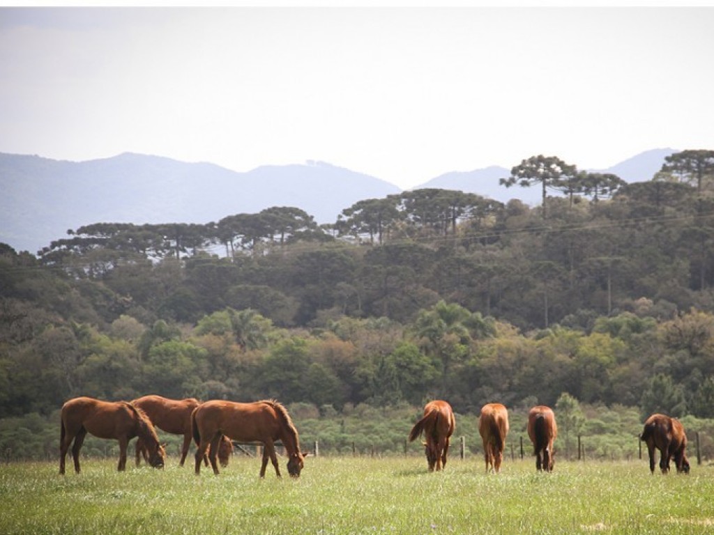 Foto: Especial Leilão da Criação Nacional: Stud Chesapeake