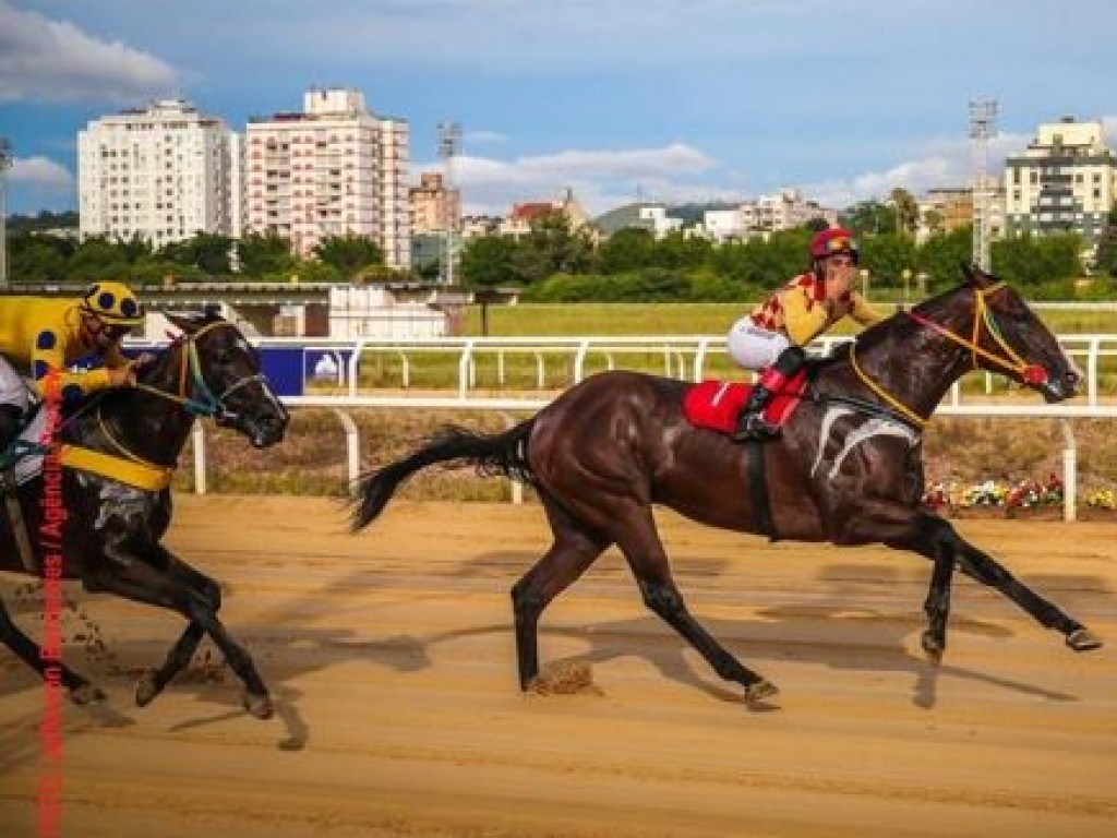 Foto: Com seus mais de 600 quilos, Fato vence o GP Turfe Gaúcho