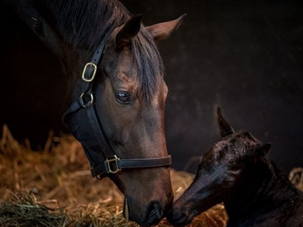 Foto: Criação: nasce o primeiro filho de Treve