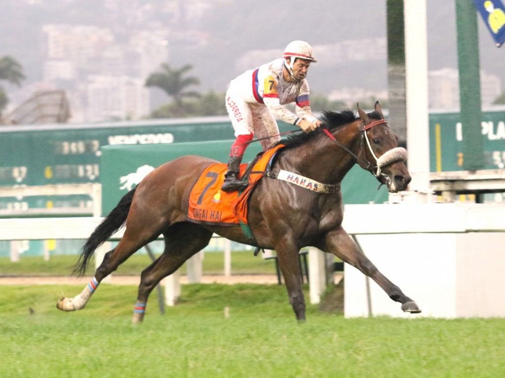 Foto: Invicto e à procura de oponentes, Ungai Hai brilha no Grande Criterium