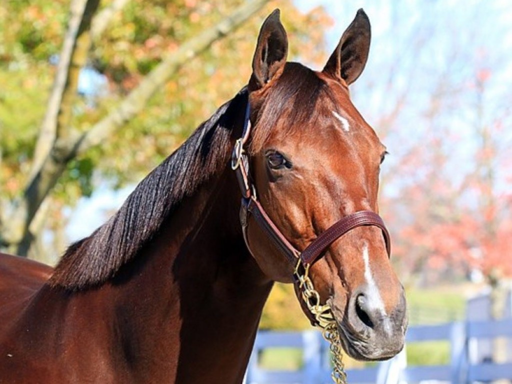 Foto: Ecos de Saratoga: da "super matriz" ao pedigree "brasileiro", em prova de G1