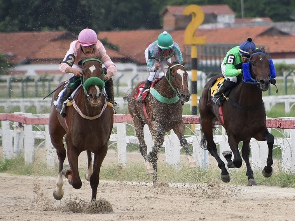 Foto: Em dia de São Pedro do Alto, Indiana Star leva a melhor entre os potros