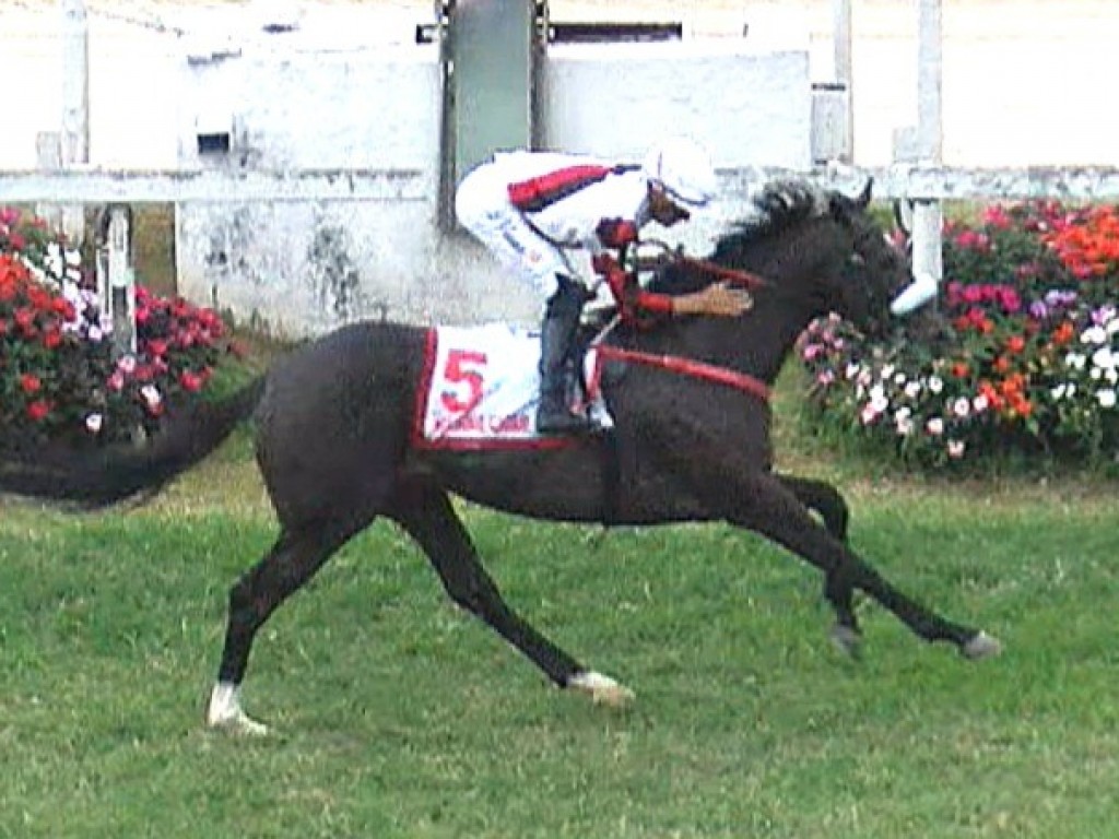 Foto: Em exibição de luxo, Havana Cigar levanta o GP Derby Paulista (G1)