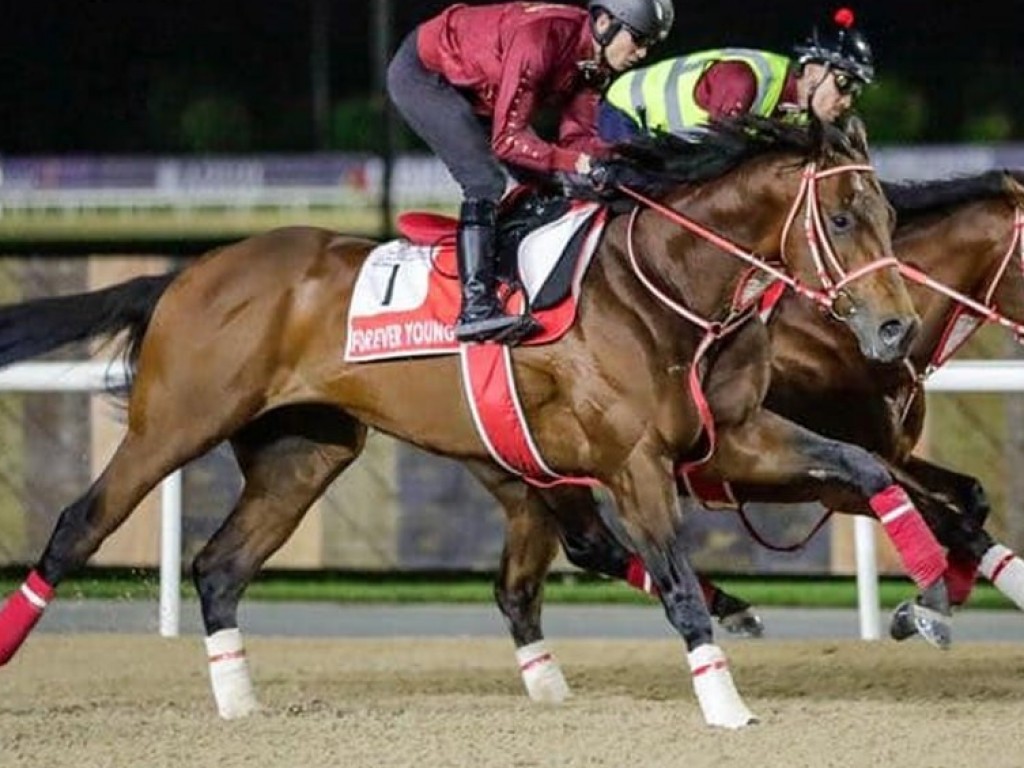 Foto: Em Dubai, Forever Young corre por um trof&eacute;u que ainda lhe falta - e pelo recorde de pr&ecirc;mios